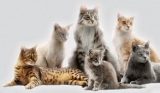 Purina ProPlan Cat